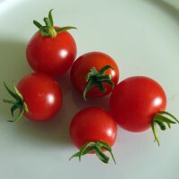 Italienische Kirschtomate Ciliegia (solanum lycopersicum)...