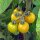 Cocktailtomate Cytrynek Groniasty (Solanum lycopersicum) Samen