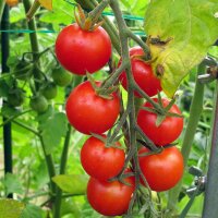 Kirschtomate Gardeners Delight (Solanum lycopersicum) Samen