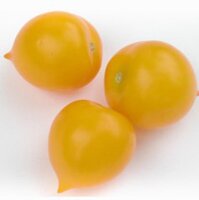 Ampeltomate Pendulina Yellow (Solanum lycopersicum)