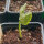 Hawaiianische Baby-Holzrose (Argyreia nervosa var. nervosa) Samen