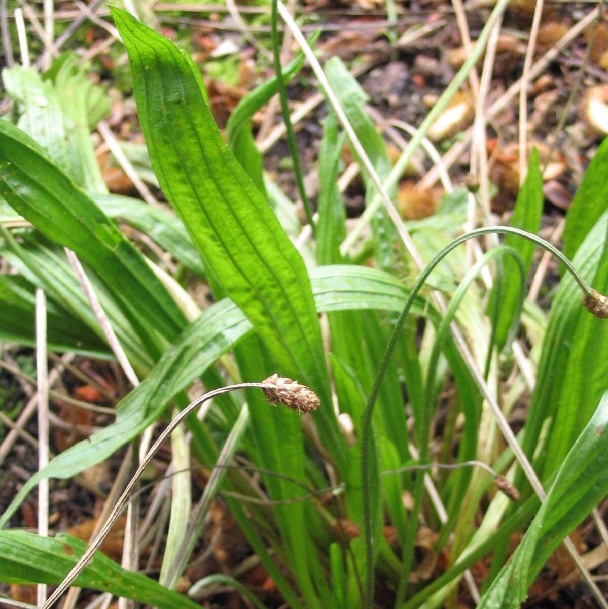 Spitzwegerich Plantago Lanceolata Samen Kaufen / Jetzt Günstig Bestellen | Saatgut Aus Der Ganzen Welt