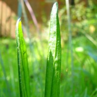 Spitzwegerich (Plantago lanceolata) Samen