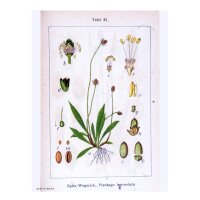 Spitzwegerich (Plantago lanceolata) Samen
