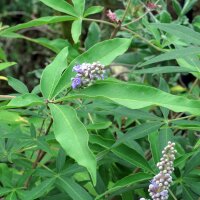 Mönchspfeffer (Vitex agnus-castus) Samen