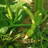 Zucchini Tromboncino dAlbenga (Cucurbita moschata) Samen