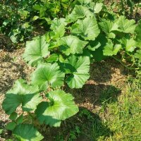 Zucchini Tromboncino dAlbenga (Cucurbita moschata) Samen