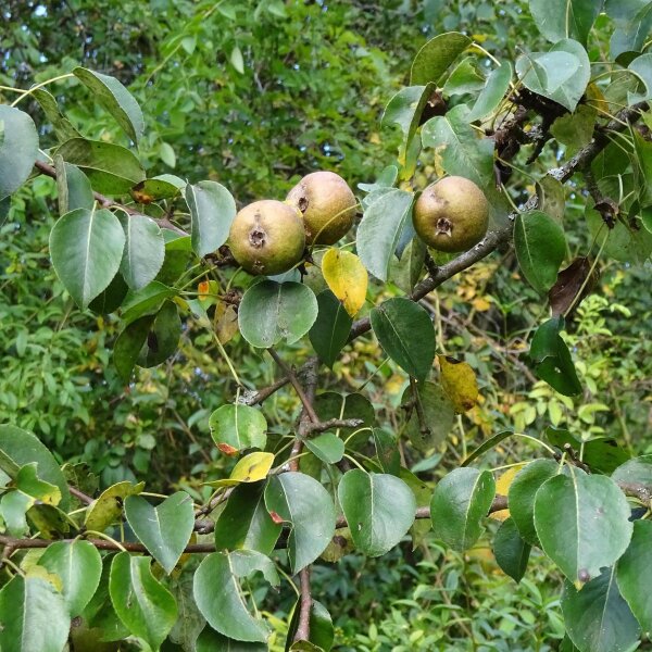 Wildbirne / Holzbirne (Pyrus pyraster) Samen