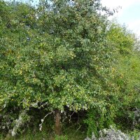 Wildbirne / Holzbirne (Pyrus pyraster) Samen