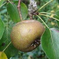 Wildbirne / Holzbirne (Pyrus pyraster) Samen