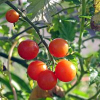 Wildtomate Rote Murmel (Solanum pimpinellifolium) Bio...