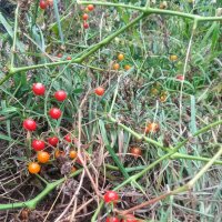 Wildtomate Rote Murmel (Solanum pimpinellifolium) Bio Saatgut