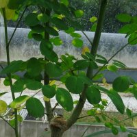 Meerrettichbaum (Moringa oleifera) Samen