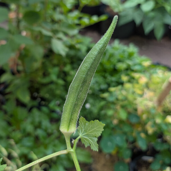 Okra (Abelmoschus esculentus) Samen