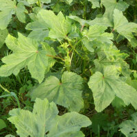 Okra (Abelmoschus esculentus) Samen