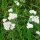 Schafgarbe (Achillea millefolium)  Samen