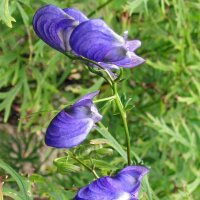 Blauer Eisenhut (Aconitum napellus) Samen