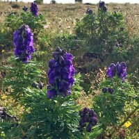 Blauer Eisenhut (Aconitum napellus) Samen