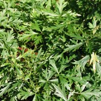 Blauer Eisenhut (Aconitum napellus) Samen