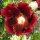 Schwarze Stockrose (Alcea rosea var. nigra) Samen