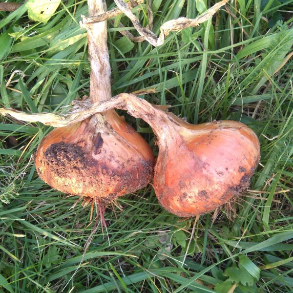 Zwiebel Stuttgarter Riesen (Allium cepa) Samen