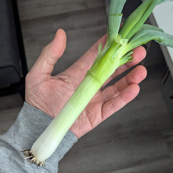 Japanische Zwiebel Shimonita (Allium fistulosum) Samen