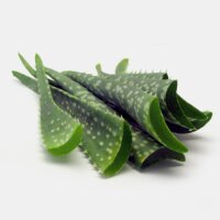 Aloe Vera (Aloe barbadensis) Samen