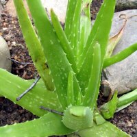 Aloe Vera (Aloe barbadensis)