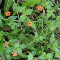 Ackergauchheil (Anagallis arvensis) Samen