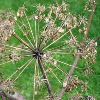 Echte Engelwurz (Angelica archangelica) Samen
