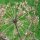 Echte Engelwurz (Angelica archangelica) Samen
