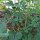 Erdnuss (Arachis hypogaea) Samen