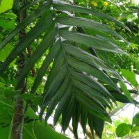 Betelpalme / Betelnuss (Areca catechu) Samen