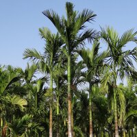 Betelpalme / Betelnuss (Areca catechu) Samen