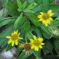 Wiesenarnika (Arnica chamissonis ssp. foliosa) Samen