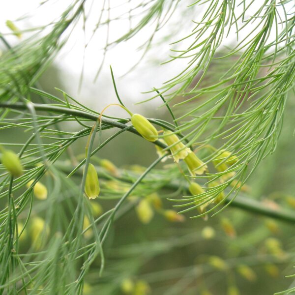 Grüner Spargel - Wildform (Asparagus officinalis) Samen