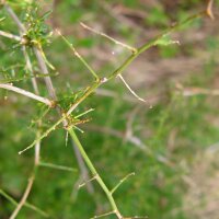 Wildspargel (Asparagus acutifolius) Samen