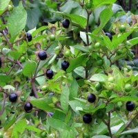 Tollkirsche (Atropa belladonna) Samen