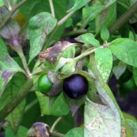 Tollkirsche (Atropa belladonna) Samen