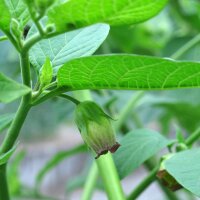 Tollkirsche (Atropa belladonna) Samen