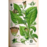 Tollkirsche (Atropa belladonna) Samen