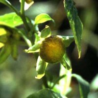 Gelbe Tollkirsche (Atropa belladonna var. lutea) Samen