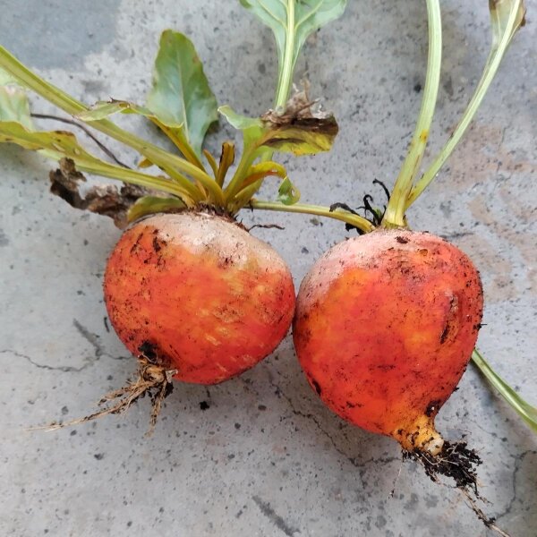 Gelbe Bete  Golden (Beta vulgaris) Samen