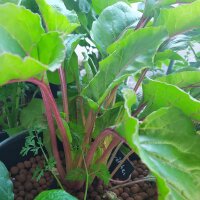 Rote Bete Krötchen (Beta vulgaris) Samen