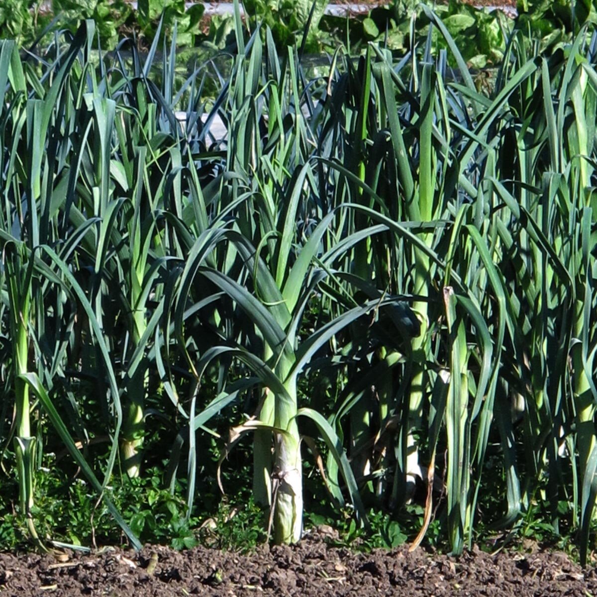 Porree 'Blaugrüner Winter' (Allium porrum) Bio - ca. 300 Samen