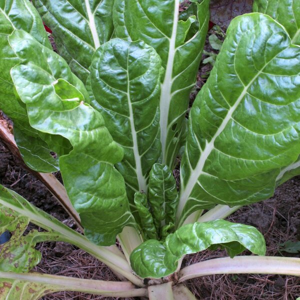 Weißer Mangold Glatter Silber (Beta vulgaris) Bio Saatgut