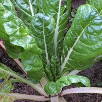 Weißer Mangold Glatter Silber (Beta vulgaris) Bio...