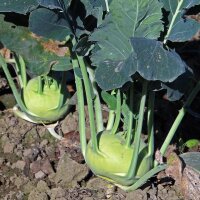 Kohlrabi Superschmelz (Brassica oleracea var. gongylodes) Bio Saatgut