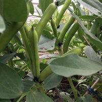 Puffbohne / Dicke Bohne Hangdown (Vicia faba) Bio Saatgut