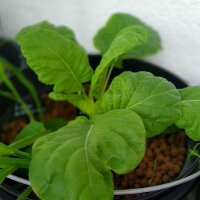 Butterkohl (Brassica oleracea convar capitata) Samen